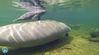 Do manatees make any audible sounds [upl. by Yecnuahc]