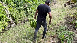 La Vida Del Campo Puerto Rico Leer Proverbios 1211 [upl. by Dygall105]