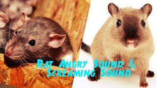 Rat Angry Sound amp Screaming Sound Effect  Rat Sound [upl. by Nnalatsyrc67]