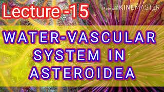 ASTEROIDEA  WATER VASCULAR SYSTEM [upl. by Nayek]