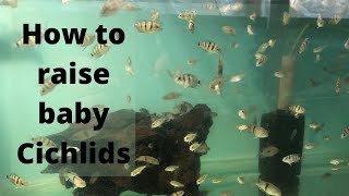 How to raise baby Cichlids [upl. by Nayarb]