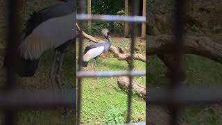 Lotherton Hall Pt6 🦩🐧🐦 leeds dayout adventure birds capybara penguins animals [upl. by Nnylesor]