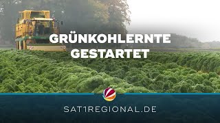 Grünkohlernte in Niedersachsen gestartet [upl. by Notsud114]