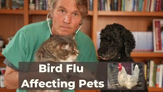 Avian Flu Outbreak affecting Pets [upl. by Nnylidnarb]