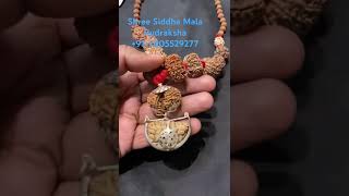 Shree Siddha Mala Rudraksha 1 Mukhi To 14 mukhi Gauri Shankar Ganesh Rudraksha Mala 917405529277 [upl. by Nolan579]