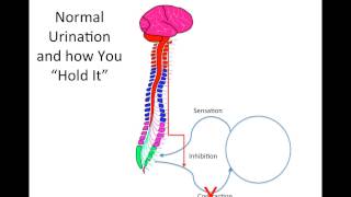 How Does Spinal Cord Injury Effect the Bladder [upl. by Auof]