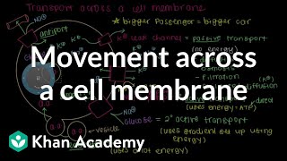 How do things move across a cell membrane  Cells  MCAT  Khan Academy [upl. by Oivatco]