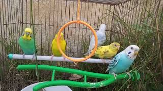 main tota main tota  parrot song 41  new parrot video 🦜 [upl. by Nosreve344]