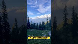 A secret cannabis field in Kullu mountains shorts cannabiseducation [upl. by Amick600]