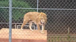 Liger At The Wild Animal Safari Park In Pine Mountain Georgia [upl. by Bilat249]