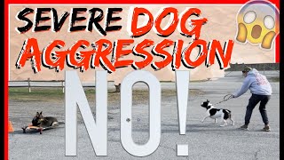 My Dog is Aggressive towards other dogs Help  Dog Training with Americas Canine Educator [upl. by Glynias]