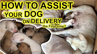 How to assist your Dog during Whelping  the delivery process [upl. by Nnasus]