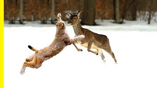 Lynx Facts The Biggest Wild Cats of the Forests  Lynx Documentary [upl. by Yendor350]