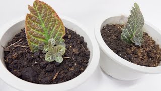 Episcia Cupreata with Babies from Single Leaf Cuttings Propagated in Soil Flame Violet [upl. by Bohaty46]