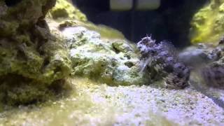 Lawnmower Blenny eating Hair Algea [upl. by Rickart457]