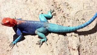 Mind blowing facts about agama lizard Weird Square [upl. by Clemens]