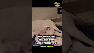 Abandoned Pregnant Dog Gives Birth to 14 Puppies 🐶💔  Heartwarming Rescue Story shorts animals [upl. by Doerrer]