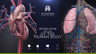 ANATOMYKA app  now available for Android iOS Windows amp macOS [upl. by Roosevelt809]