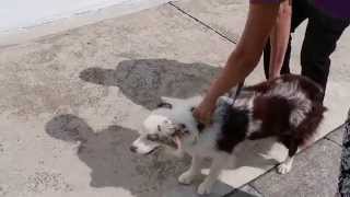 A Border Collie fell into the drain and has right hip dislocation  Pt 1 [upl. by Clevey]