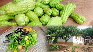 collection vegetable at my kitchen garden Denny vlogs 🙏 [upl. by Elockin421]