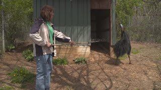 Why Cassowaries Are the Most Dangerous Bird on the Planet [upl. by Nered]