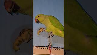 Main toota main toota parrot masti viralshorts shorts officialkhankaif [upl. by Esinel314]