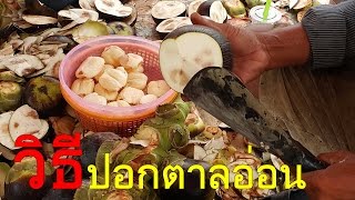 Palm Fruit Ways to Remove cut open Peeled palmyra palm tree How to Peeling Asian Palmyra palm [upl. by Ytima749]