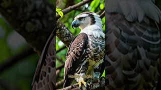 Harpy eagle [upl. by Kaleb]