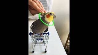 Adorable Cockatiel Larrys Cute Playful Singing Moments 🥰🎶🦜 cockatielscraze birdsinging [upl. by Edin384]