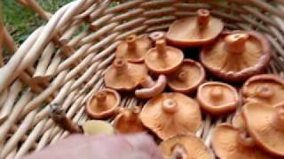 Saffron milk cap and Slippery jack mushrooms [upl. by Torhert]