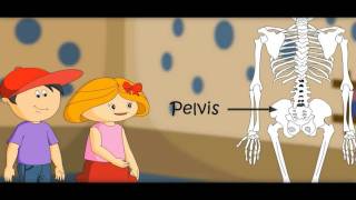 The Skeletal System  Skeleton Dance How Body Workswith Quiz on Bones [upl. by Jake]