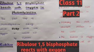 Ribulose 15 bisphosphatepart 2Class 11Chapter 13easy discussion [upl. by Etnaud547]