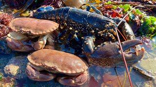 Coastal Foraging  Lobster Crabs and Amazing Sea Creatures with Beach Camp Cookup [upl. by Oicnevuj582]