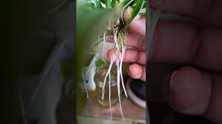 How to Propagate Spider plant 🪴 spiderplantcare spiderplant green balconygarden gogreen plant [upl. by Lexis]