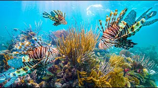 SAVING our REEFS from the WORLDS MOST INVASIVE FISH [upl. by Anyah756]