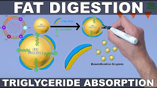 Fat Digestion and Absorption  Triglycerides [upl. by Triley]