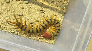 Centipede Feeding Time [upl. by Hilde]