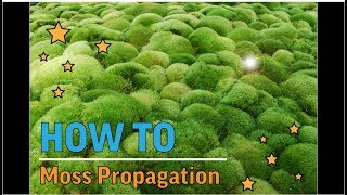 ITS VERY SIMPLE TO PROPAGATE MOSS [upl. by Nithsa]