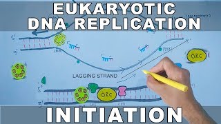 DNA Replication In Eukaryotes  Initiation [upl. by Nnaeirelav]