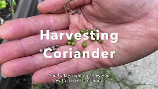 How to Harvest Coriander [upl. by Boulanger]