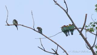 European Beeeaters Merops apiaster  Bienenfresser 1 [upl. by Arv185]