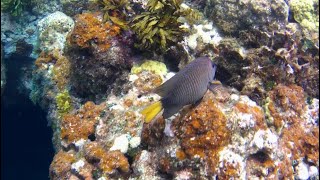 SNORKELING 10 PART 3  STARFISH JIBACOA VILLA TROPICO  CUBA [upl. by Ettenotna851]