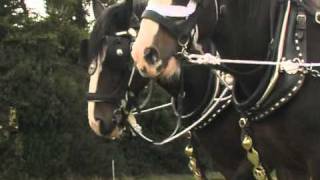 Shire Horse Society demonstration video [upl. by Kumar]