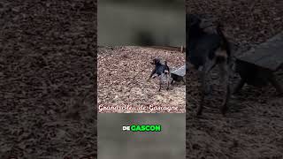 Meet the Bluetick Coonhound  True American Dog Breed [upl. by Hephzibah]