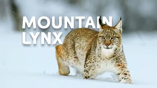 The Life Of The Mighty Lynx Predator In Europes Forests  Wildlife Documentary [upl. by Yeneffit]