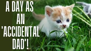 2K Potato Cat  Funniest Kitten  Kitten Chasing Me Everywhere – A Day as an Accidental Dad [upl. by Atnima]