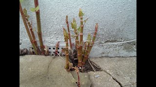 Japanese Knotweed  lots of photos of real Japanese Knotweed in real areas UK [upl. by Frohman]