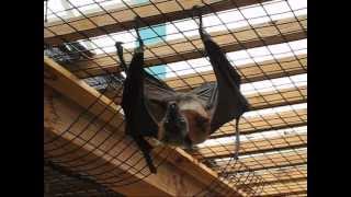 The Biggest Bat in the World  Flying Fox [upl. by Tristram]