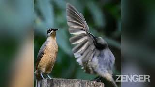 Randy Bird Performs Elaborate Mating Dance For Unimpressed Female That Promptly Flies Away [upl. by Eusebio]