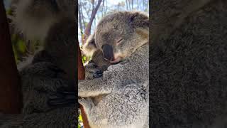 Descubre al Koala El Encantador Marsupial de Australia 🌿🐨 Naturaleza birds Koalas Australia [upl. by Quentin]